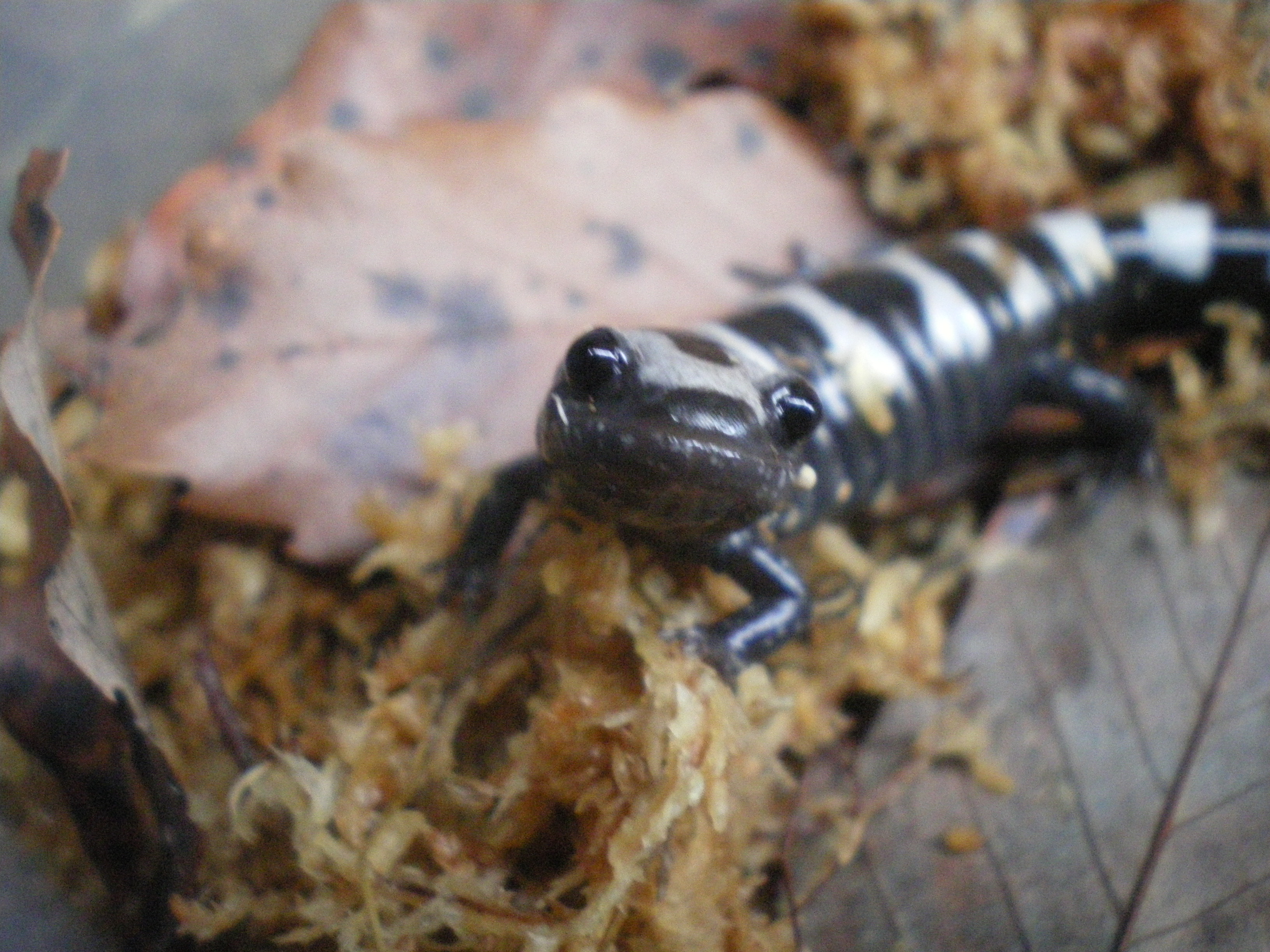 マーブルサラマンダー（Ambystoma opacum）の捕食風景 : イモリブログ 