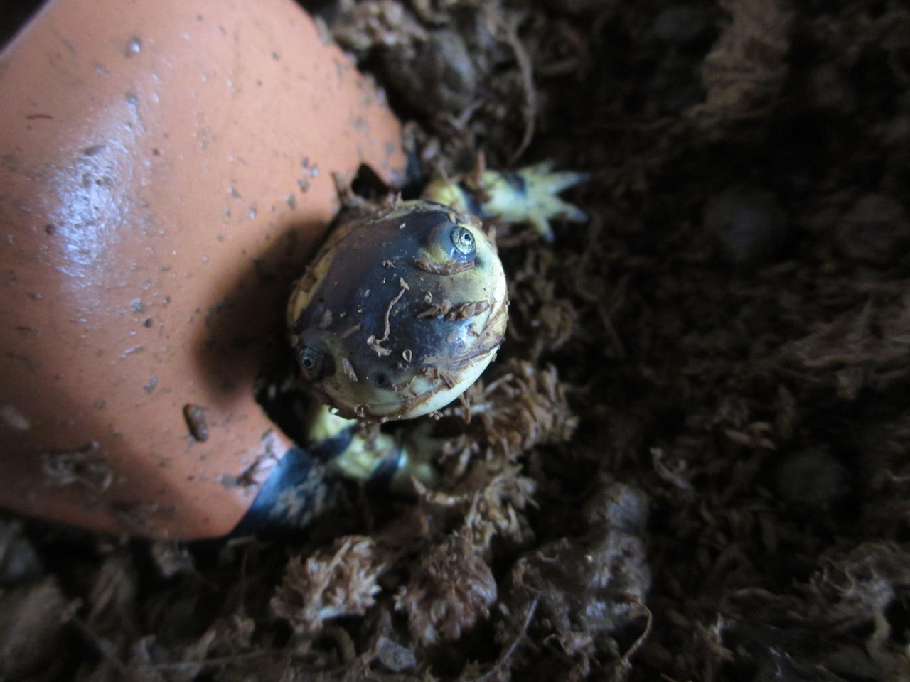 オビタイガーサラマンダー Ambystoma Mavortium 冬眠中 イモリブログ イモリ サラマンダーの飼育日誌ブログ