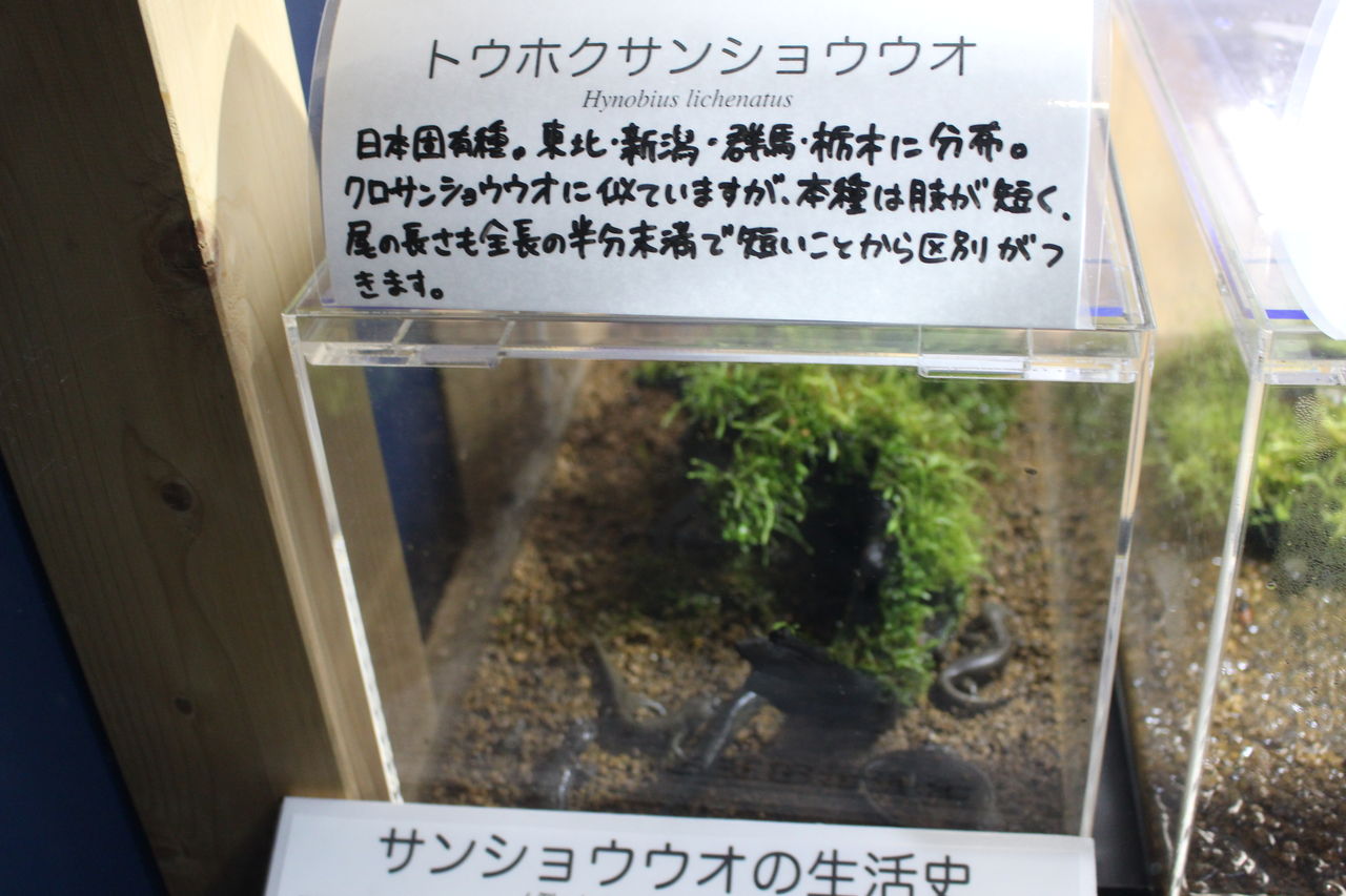 イモリブログ イモリ サラマンダーの飼育日誌ブログ イモリブログ イモリ サラマンダーの飼育日誌ブログ