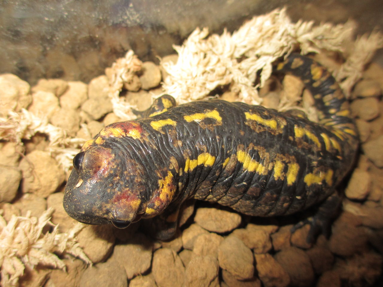 イモリブログ(イモリ・サラマンダーの飼育日誌ブログ):ポルトガルファイアサラマンダー(Salamandra salamandra gallaica)