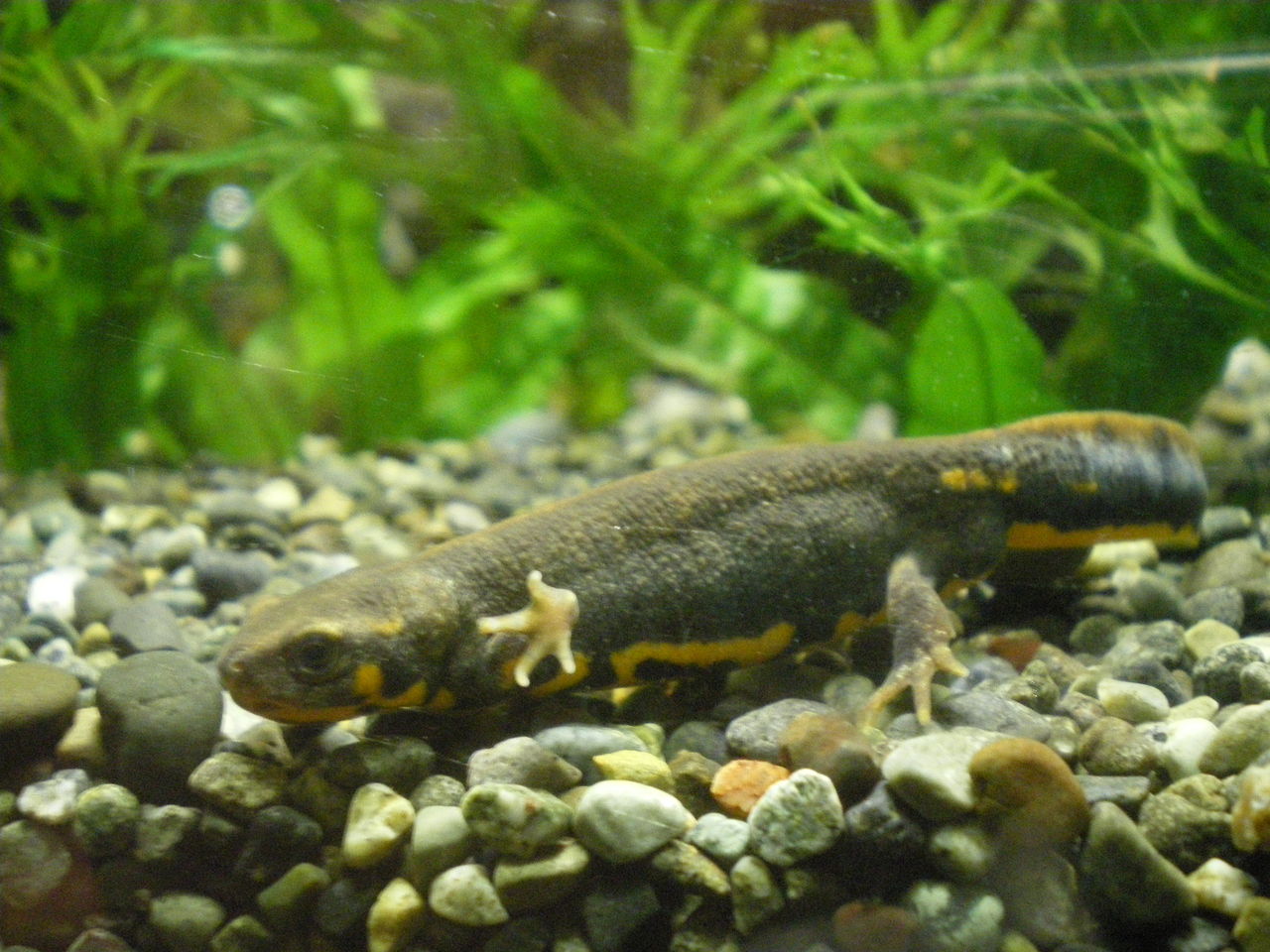 ハナダイモリ Cynops Cyanurus 東山動物園 イモリブログ イモリ サラマンダーの飼育日誌ブログ ハナダイモリ Cynops Cyanurus 東山動物園 イモリブログ イモリ サラマンダーの飼育日誌ブログ