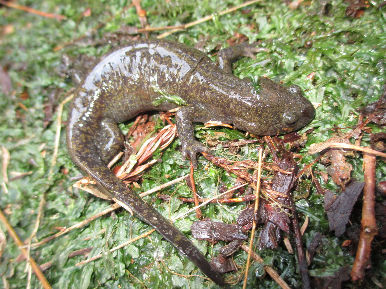 イモリブログ(イモリ・サラマンダーの飼育日誌ブログ):クロサンショウウオ(Hynobius nigrescens)繁殖場観察