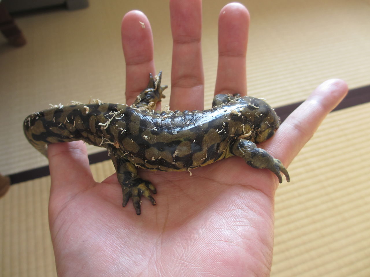 タイガーサラマンダー　10センチオーバー 楽天市場】タイガーサラマンダー（生体｜爬虫類・両生類）：ペット
