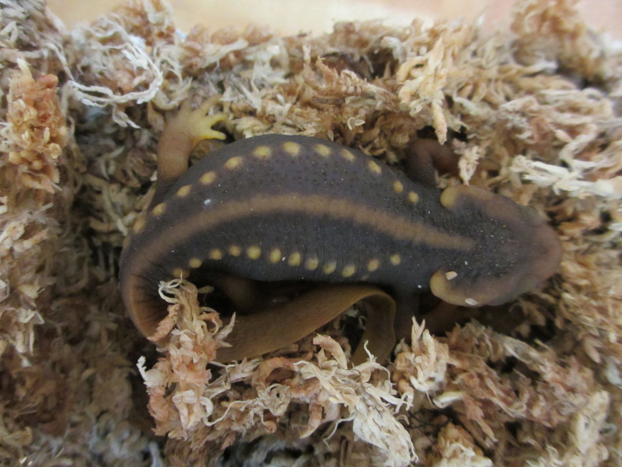 イモリブログ(イモリ・サラマンダーの飼育日誌ブログ):アメイロイボイモリ(Tylototriton verrucosus)冬眠中