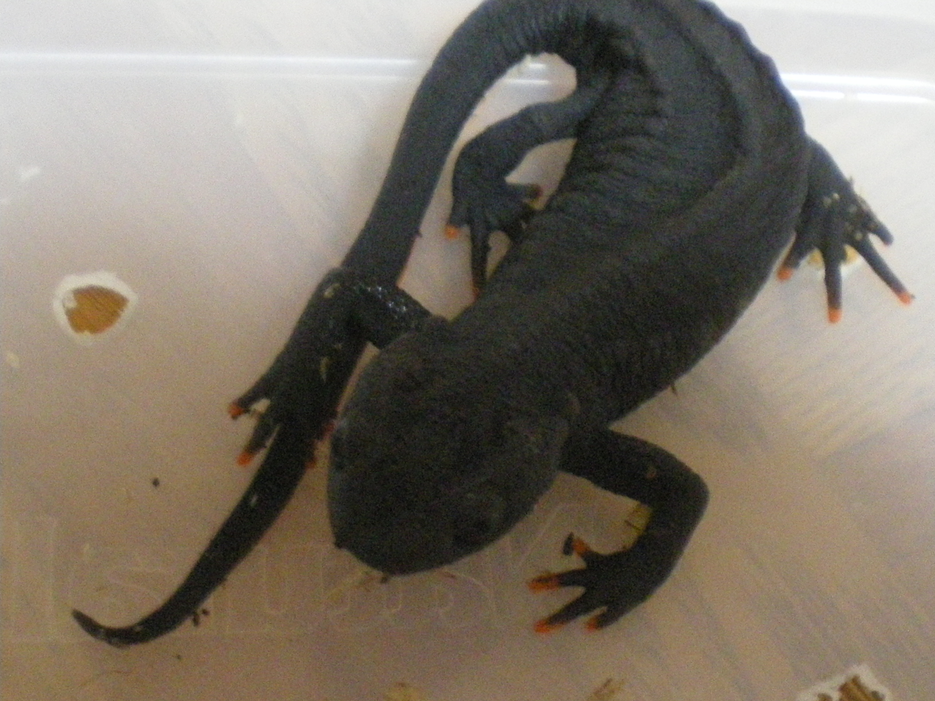イモリ？どじょう？ 文鎮 アカハライモリとシマドジョウの混泳 | ニホンアマガエルの飼育日記