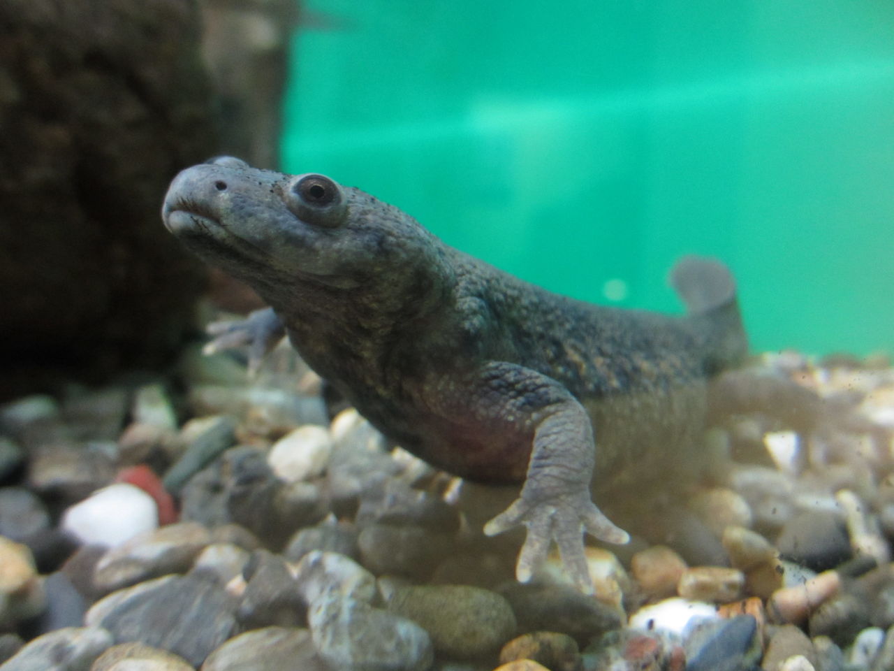 イモリブログ イモリ サラマンダーの飼育日誌ブログ