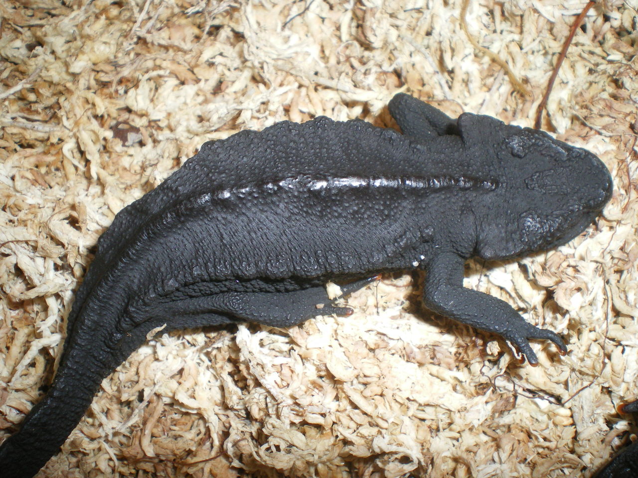 イモリ？どじょう？ 文鎮 シセンイボイモリ（Tylototriton wenxianensis）繁殖ケージ準備