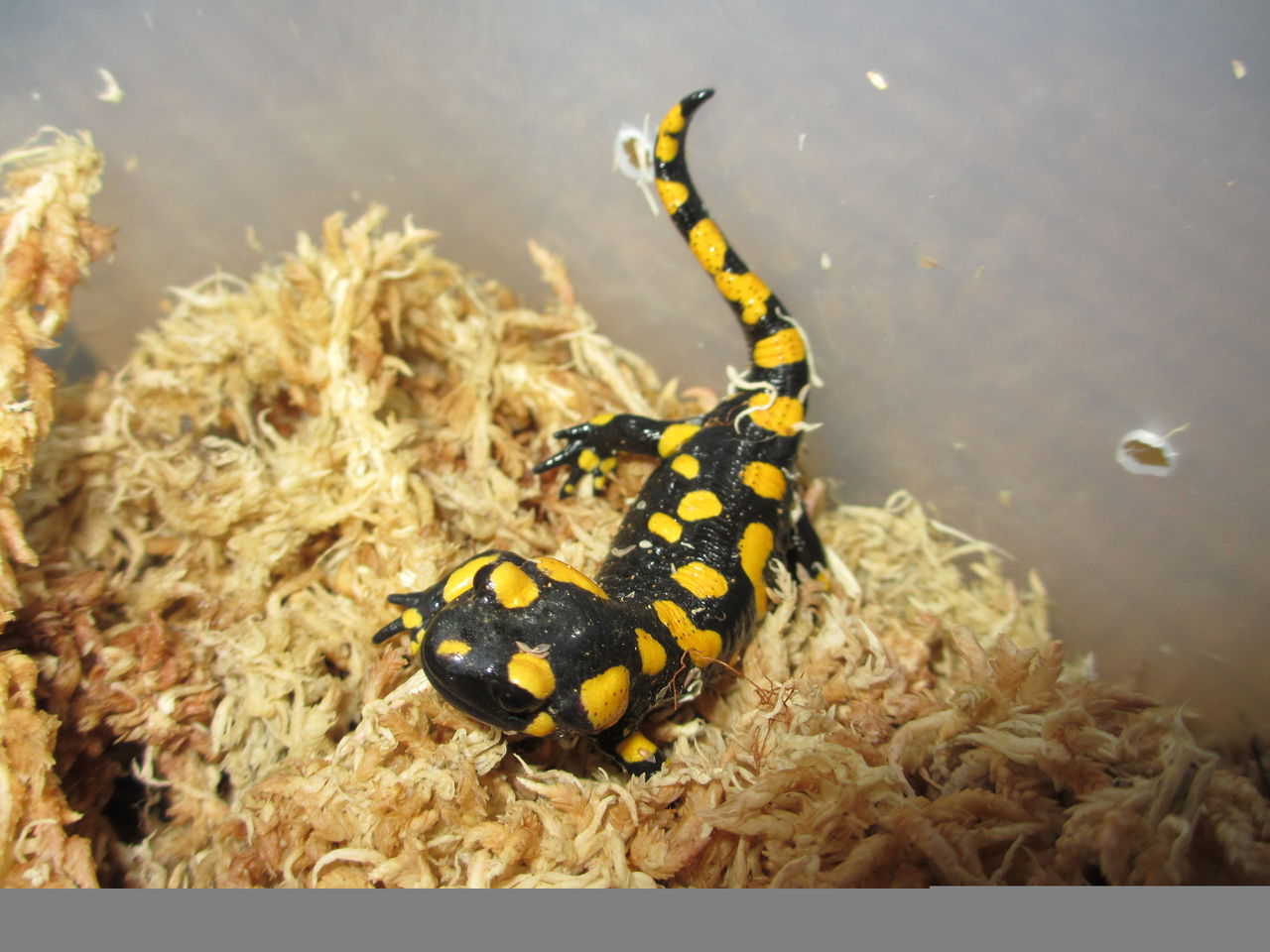 ファイアサラマンダー（Salamandra salamandra）上陸後半年 : イモリ 