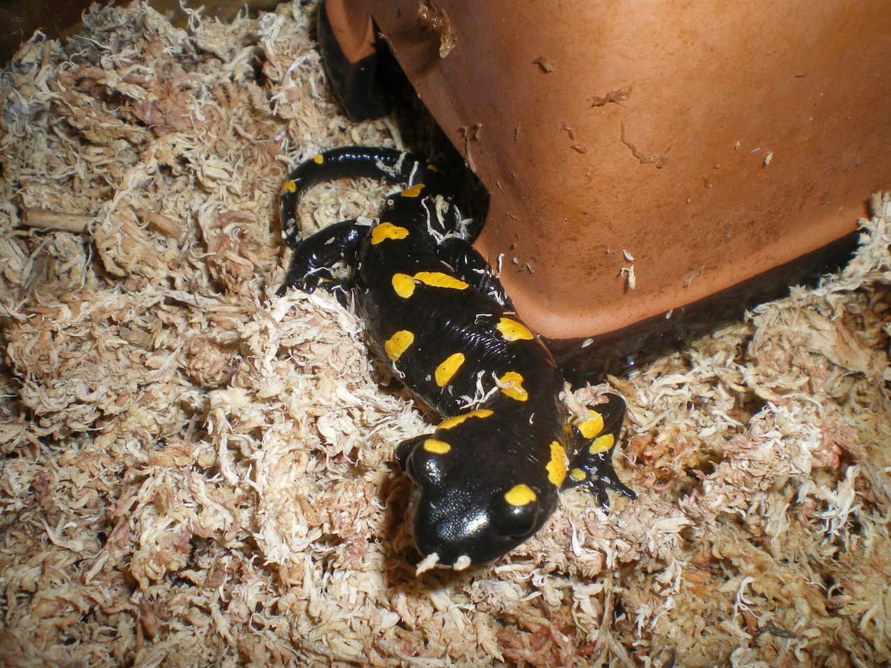 イモリブログ(イモリ・サラマンダーの飼育日誌ブログ):ファイアサラマンダー(Salamandra salamandra)拒食立ち上げ