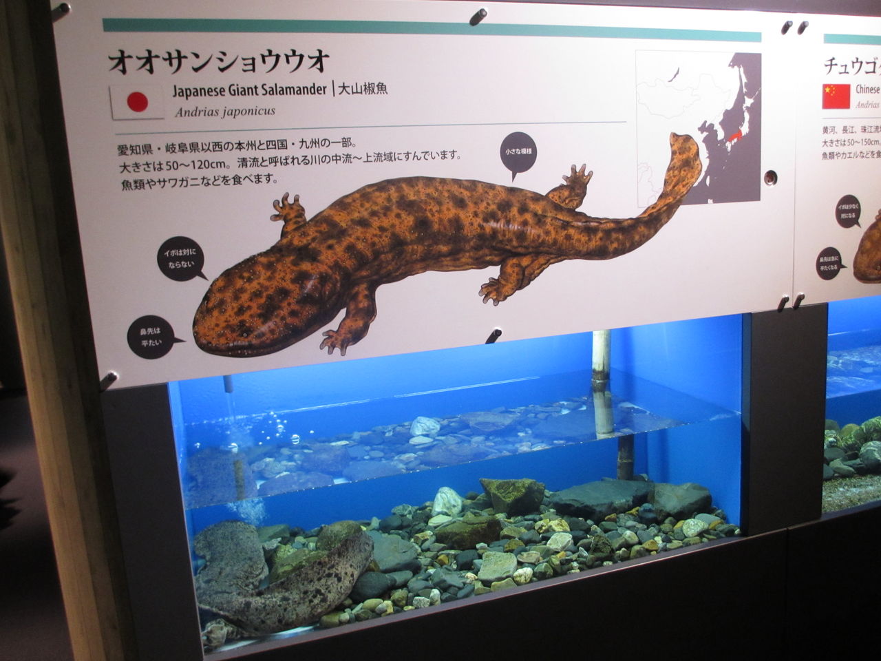 オオサンショウウオ Andrias Japonicus 京都水族館 イモリブログ イモリ サラマンダーの飼育日誌ブログ オオサンショウウオ Andrias Japonicus 京都水族館 イモリブログ イモリ サラマンダーの飼育日誌ブログ