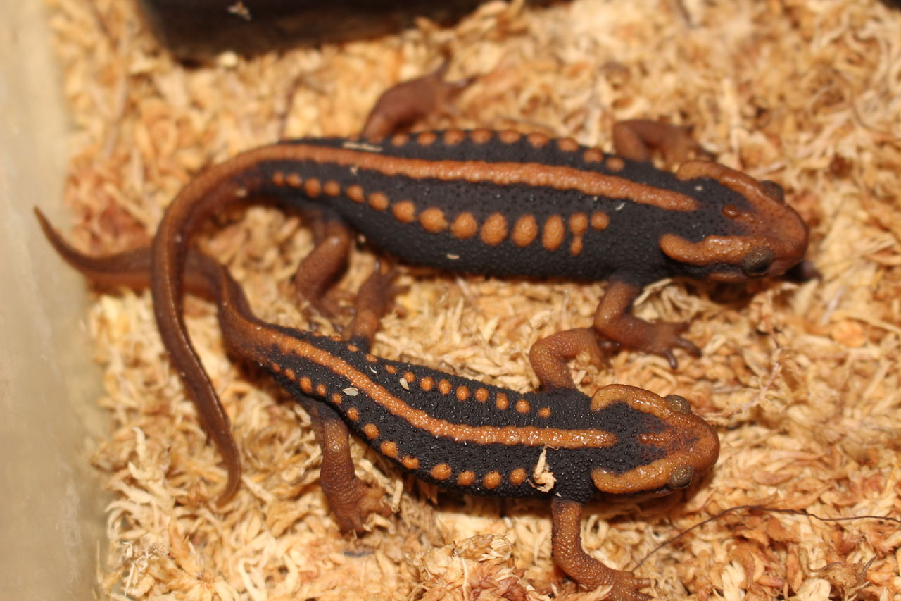 ミナミイボイモリ Tylotriton Shanjing イモリブログ イモリ サラマンダーの飼育日誌ブログ ミナミイボイモリ Tylotriton Shanjing イモリブログ イモリ サラマンダーの飼育日誌ブログ