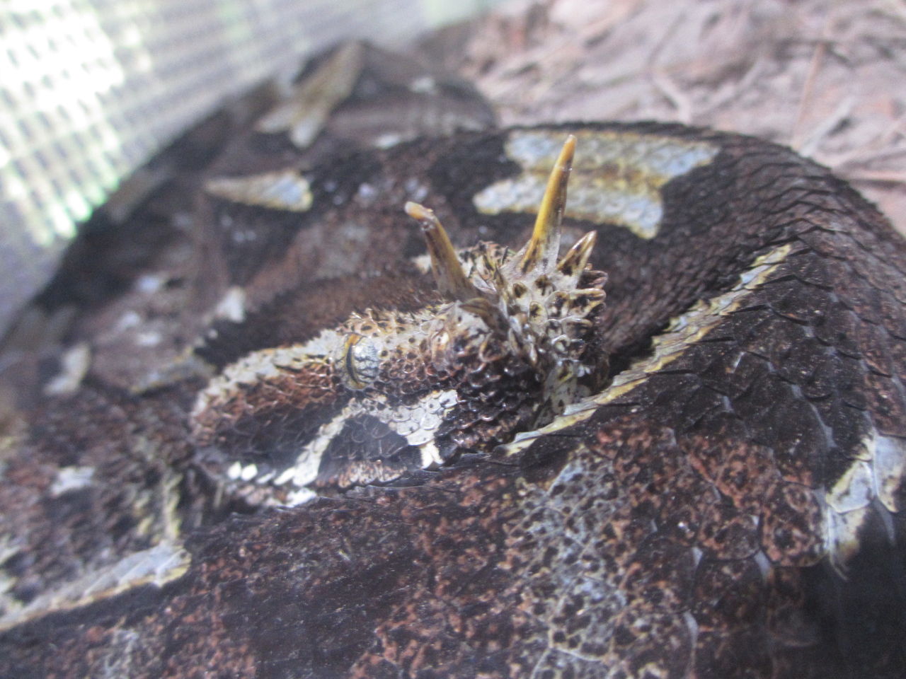 オビタイガーサラマンダー Ambystoma Mavortium 体感型動物園 Izoo イズー イモリブログ イモリ サラマンダーの飼育日誌ブログ オビタイガーサラマンダー Ambystoma Mavortium 体感型動物園 Izoo イズー イモリブログ イモリ サラマンダーの飼育日誌ブログ