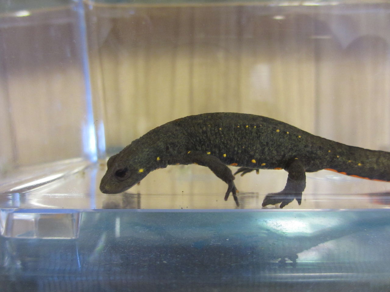 シナコブイモリ （Paramesotriton chinensis ） 新規導入 : イモリ 