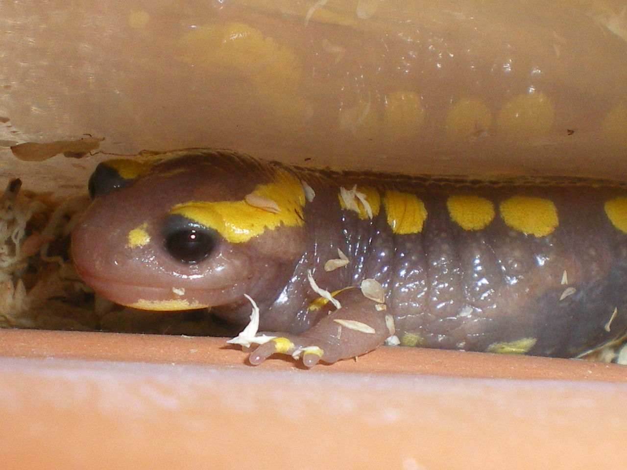 イモリブログ(イモリ・サラマンダーの飼育日誌ブログ):フランスファイアサラマンダー(Salamandra salamandra ...