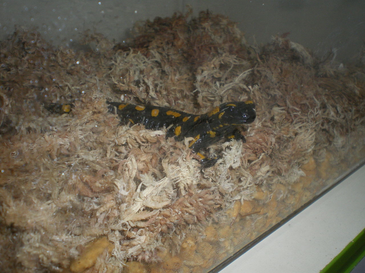 ファイアサラマンダー Salamandra Salamandra 真冬でも元気 イモリブログ イモリ サラマンダーの飼育日誌ブログ ファイアサラマンダー Salamandra Salamandra 真冬でも元気 イモリブログ イモリ サラマンダーの飼育日誌ブログ