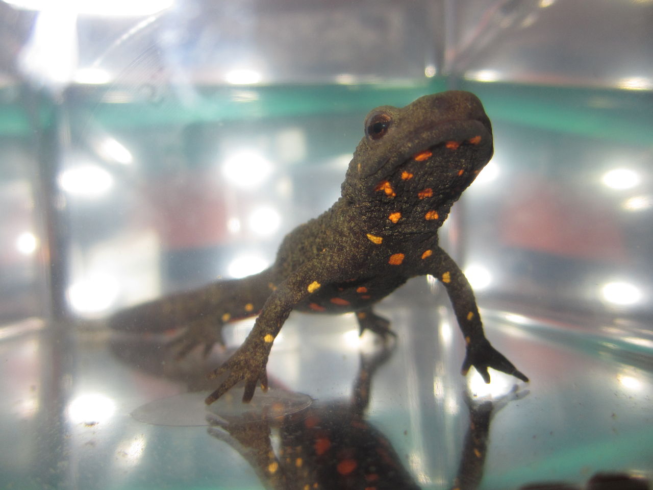 シナコブイモリ （Paramesotriton chinensis ） 新規導入 : イモリ 