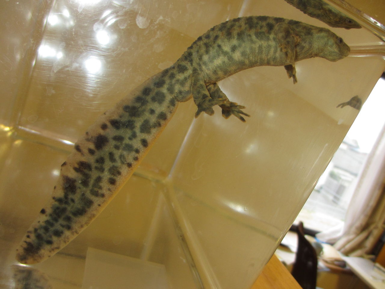 イベリアトゲイモリ Pleurodeles Waltl イモリブログ イモリ サラマンダーの飼育日誌ブログ イベリアトゲイモリ Pleurodeles Waltl イモリブログ イモリ サラマンダーの飼育日誌ブログ