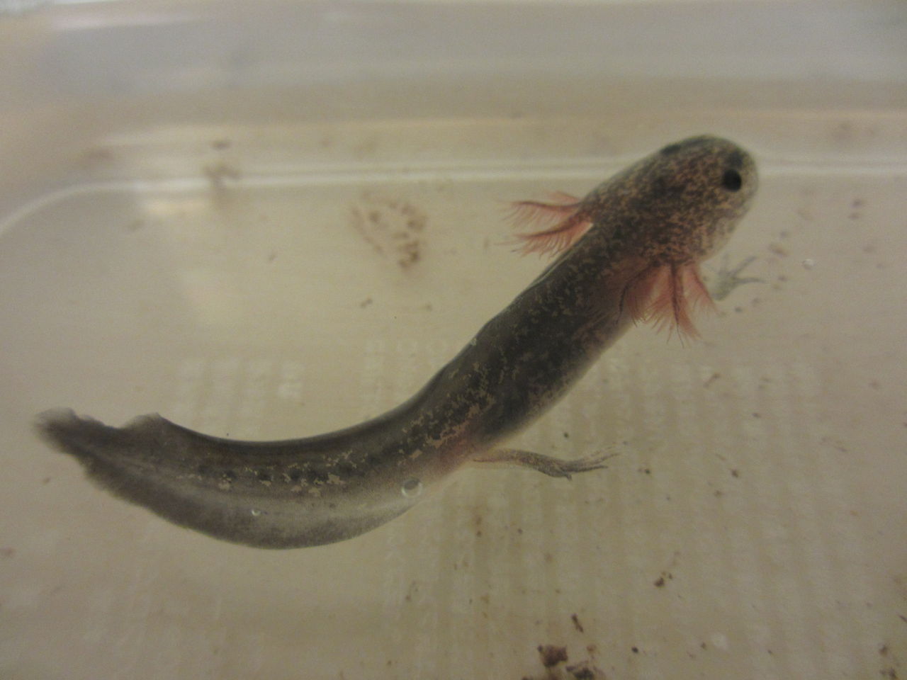 メキシコサラマンダー Ambystoma Mexicanum ぐんぐん成長 イモリブログ イモリ サラマンダーの飼育日誌ブログ メキシコサラマンダー Ambystoma Mexicanum ぐんぐん成長 イモリブログ イモリ サラマンダーの飼育日誌ブログ