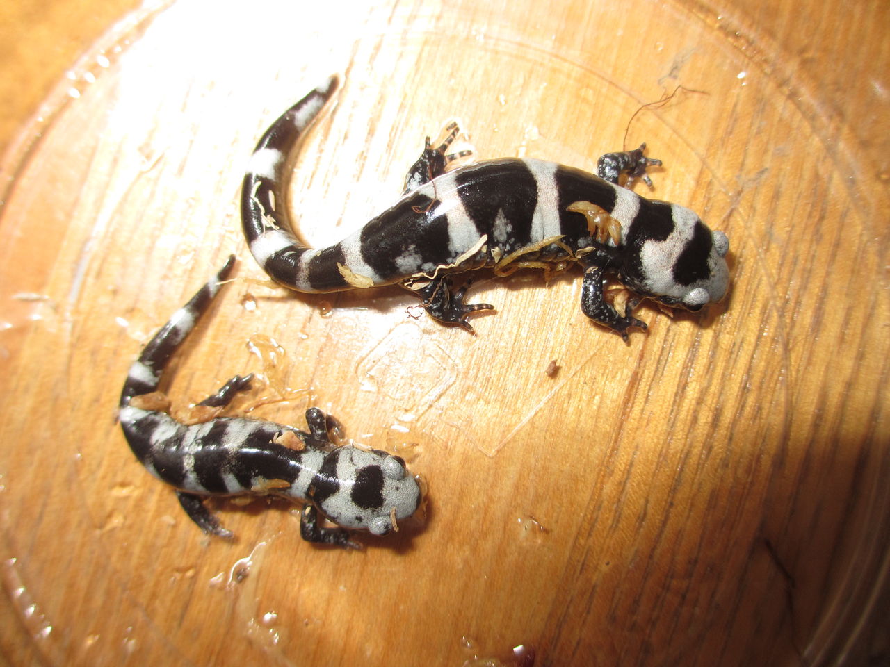 マーブルサラマンダー（Ambystoma opacum）CB里子 : イモリブログ 