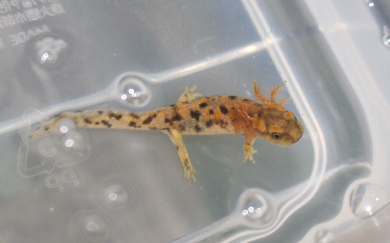 クレスポイファイアサラマンダー Salamandra Salamandra Crespoi 幼生 イモリブログ イモリ サラマンダーの飼育日誌ブログ クレスポイファイアサラマンダー Salamandra Salamandra Crespoi 幼生 イモリブログ イモリ サラマンダーの飼育日誌ブログ