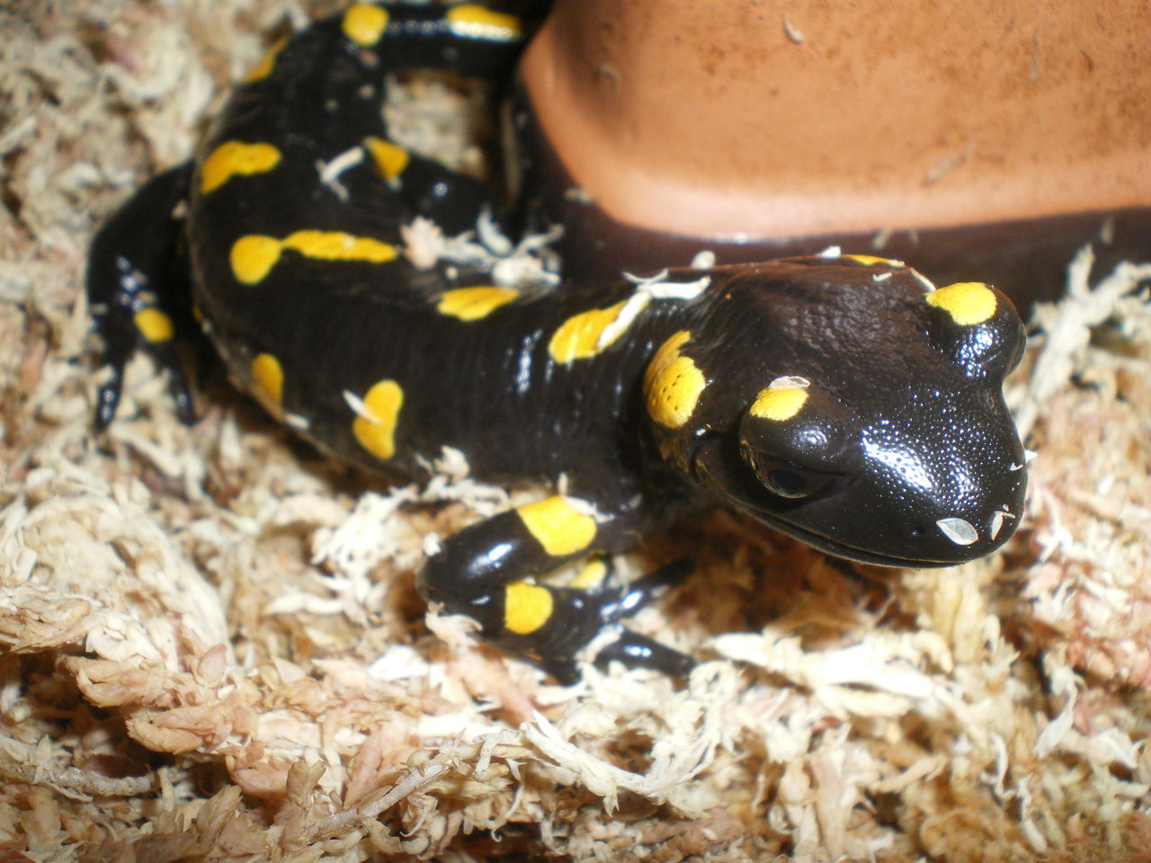 ファイアサラマンダー Salamandra Salamandra 拒食立ち上げ イモリブログ イモリ サラマンダーの飼育日誌ブログ