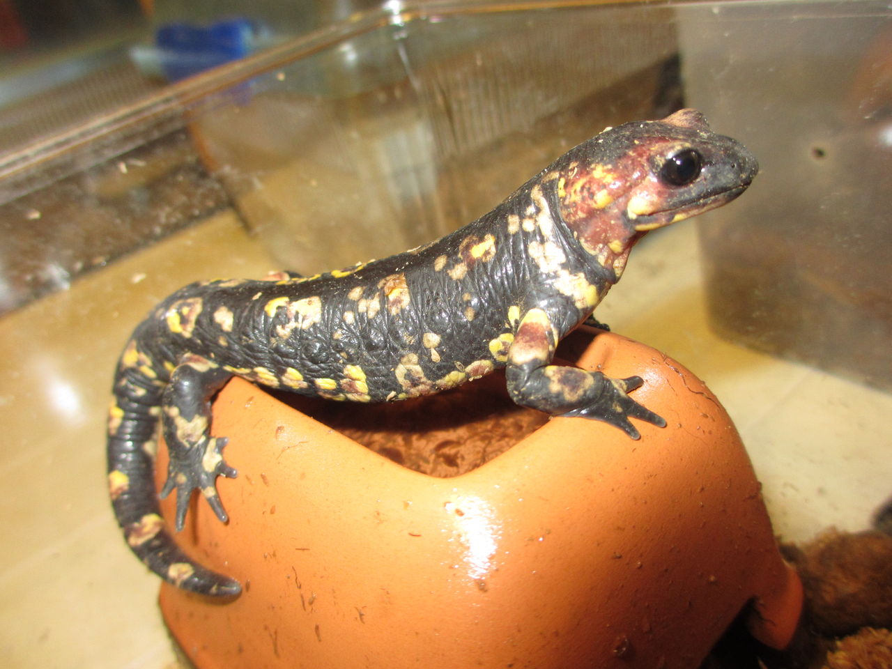 ポルトガルファイアサラマンダー Almeda 3 2022eucb ポルトガルファイアサラマンダー Almeda 1