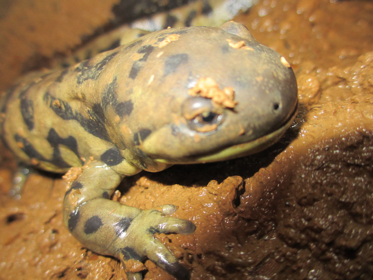 トウブタイガーサラマンダー Ambystoma Tigrinum イモリブログ イモリ サラマンダーの飼育日誌ブログ トウブタイガーサラマンダー Ambystoma Tigrinum イモリブログ イモリ サラマンダーの飼育日誌ブログ
