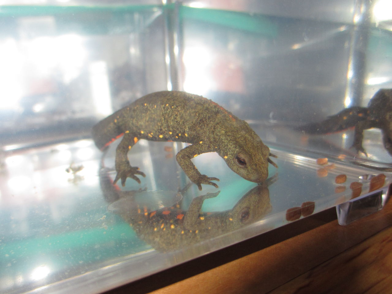 シナコブイモリ （Paramesotriton chinensis ） 新規導入 : イモリ 