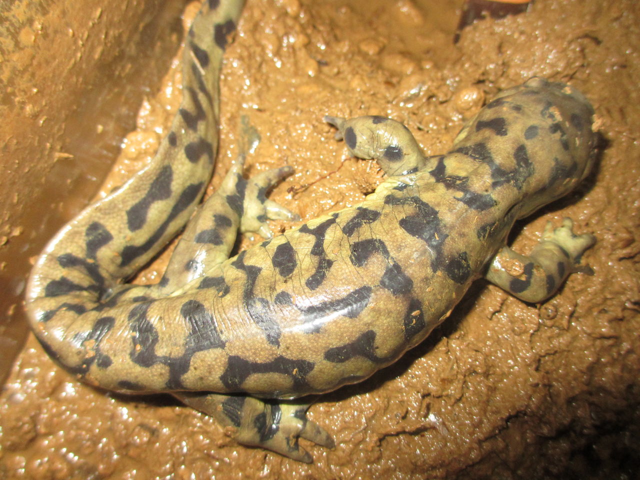 トウブタイガーサラマンダー（Ambystoma tigrinum） : イモリブログ 