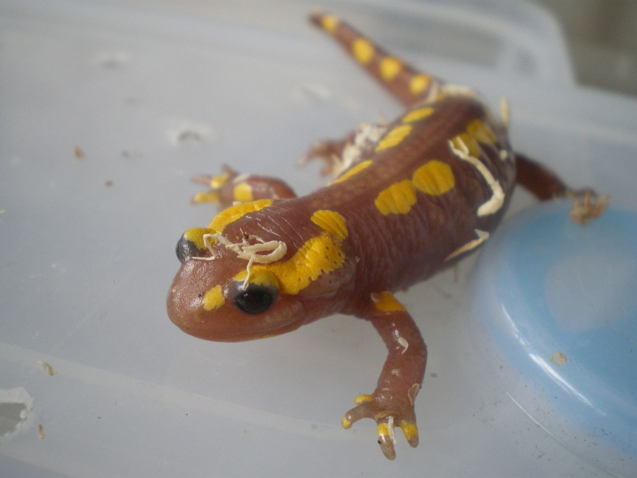 フランスファイアサラマンダー Salamandra Salamandra Terrestris T アルビノ 掃除 イモリブログ イモリ サラマンダーの飼育日誌ブログ