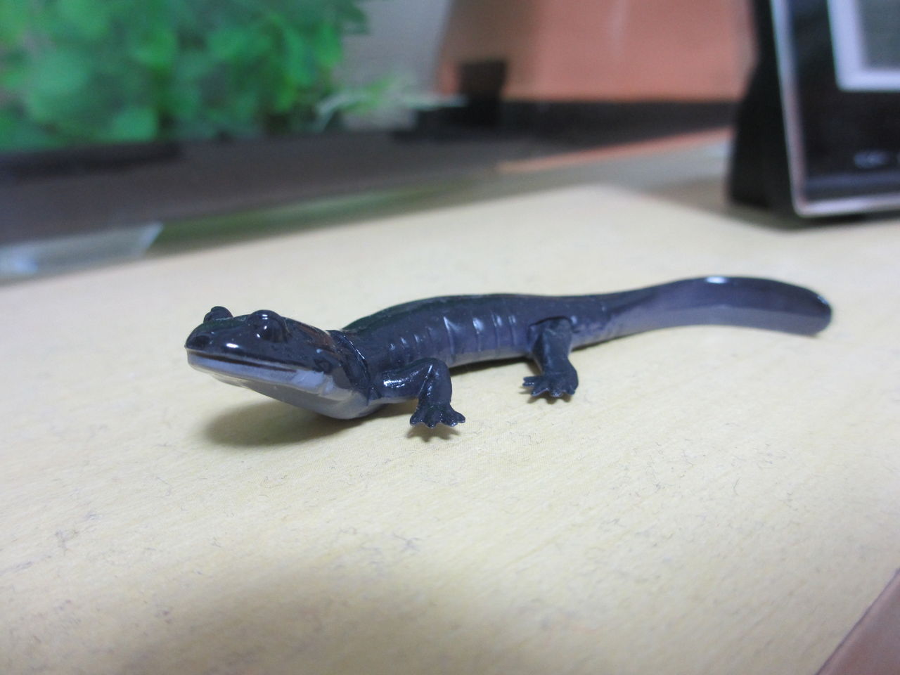 クロサンショウウオ Hynobius Nigrescens 海洋堂cb イモリブログ イモリ サラマンダーの飼育日誌ブログ クロサンショウウオ Hynobius Nigrescens 海洋堂cb イモリブログ イモリ サラマンダーの飼育日誌ブログ