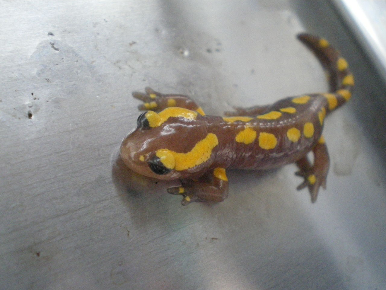 イモリブログ(イモリ・サラマンダーの飼育日誌ブログ):フランスファイアサラマンダー(Salamandra salamandra ...