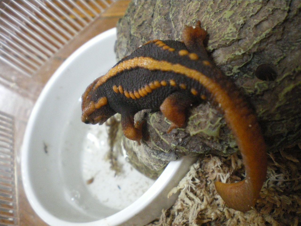 ミナミイボイモリ CB 一匹(イモリ 両生類 トカゲ テラリウム