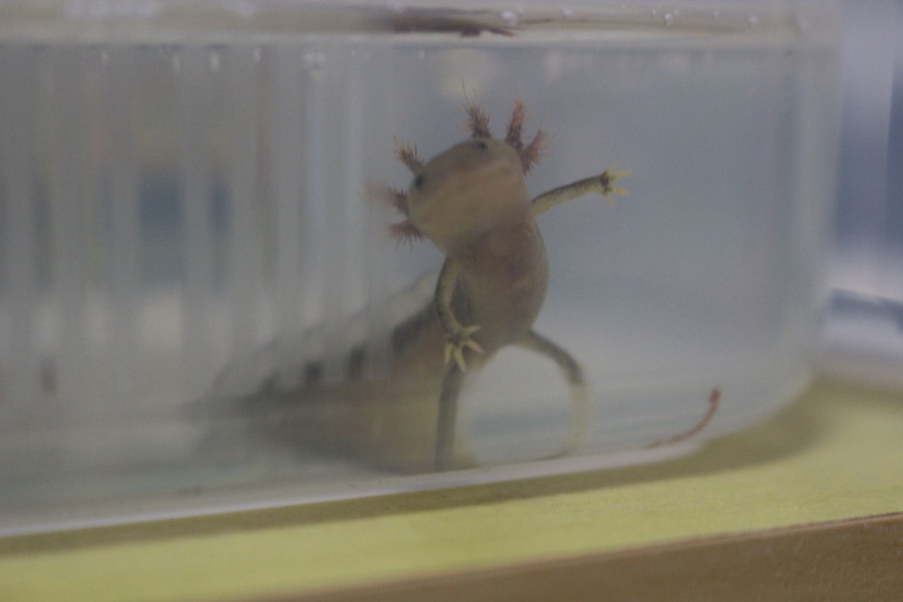 マンシャンイボイモリ (Tylototriton lizhenchangi)CB幼生～上陸 