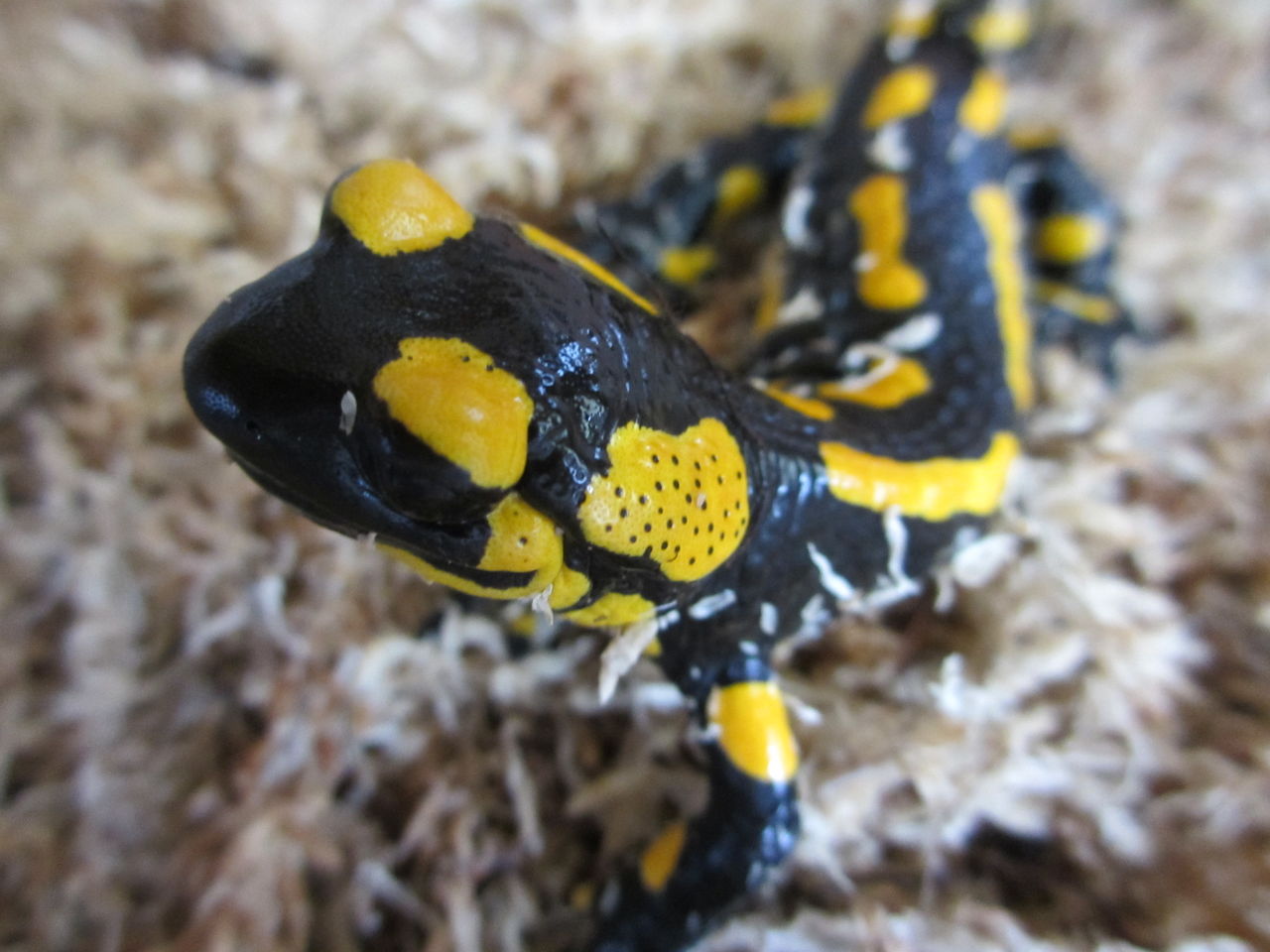 イモリブログ(イモリ・サラマンダーの飼育日誌ブログ) imoriblog