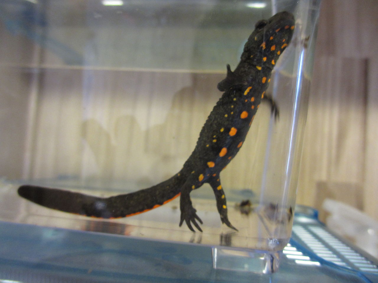 シナコブイモリ （Paramesotriton chinensis ） 新規導入 : イモリ 