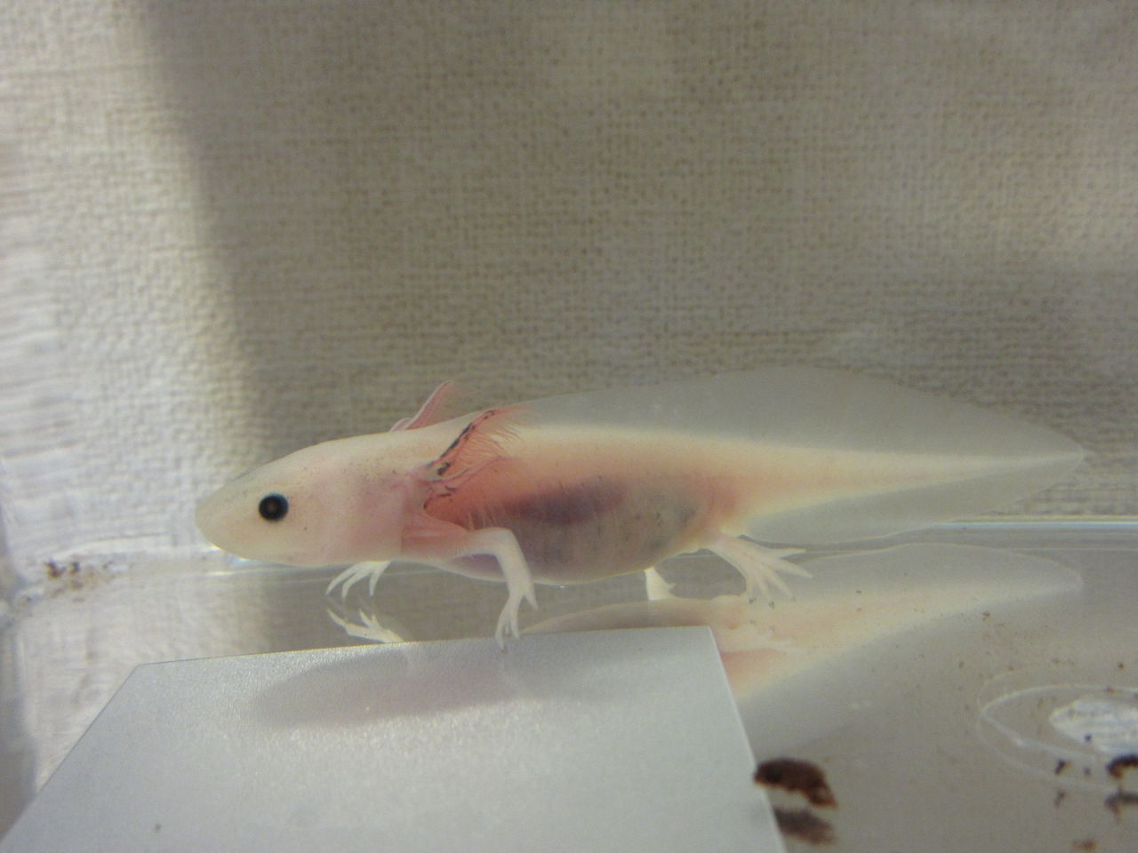 イモリブログ イモリ サラマンダーの飼育日誌ブログ