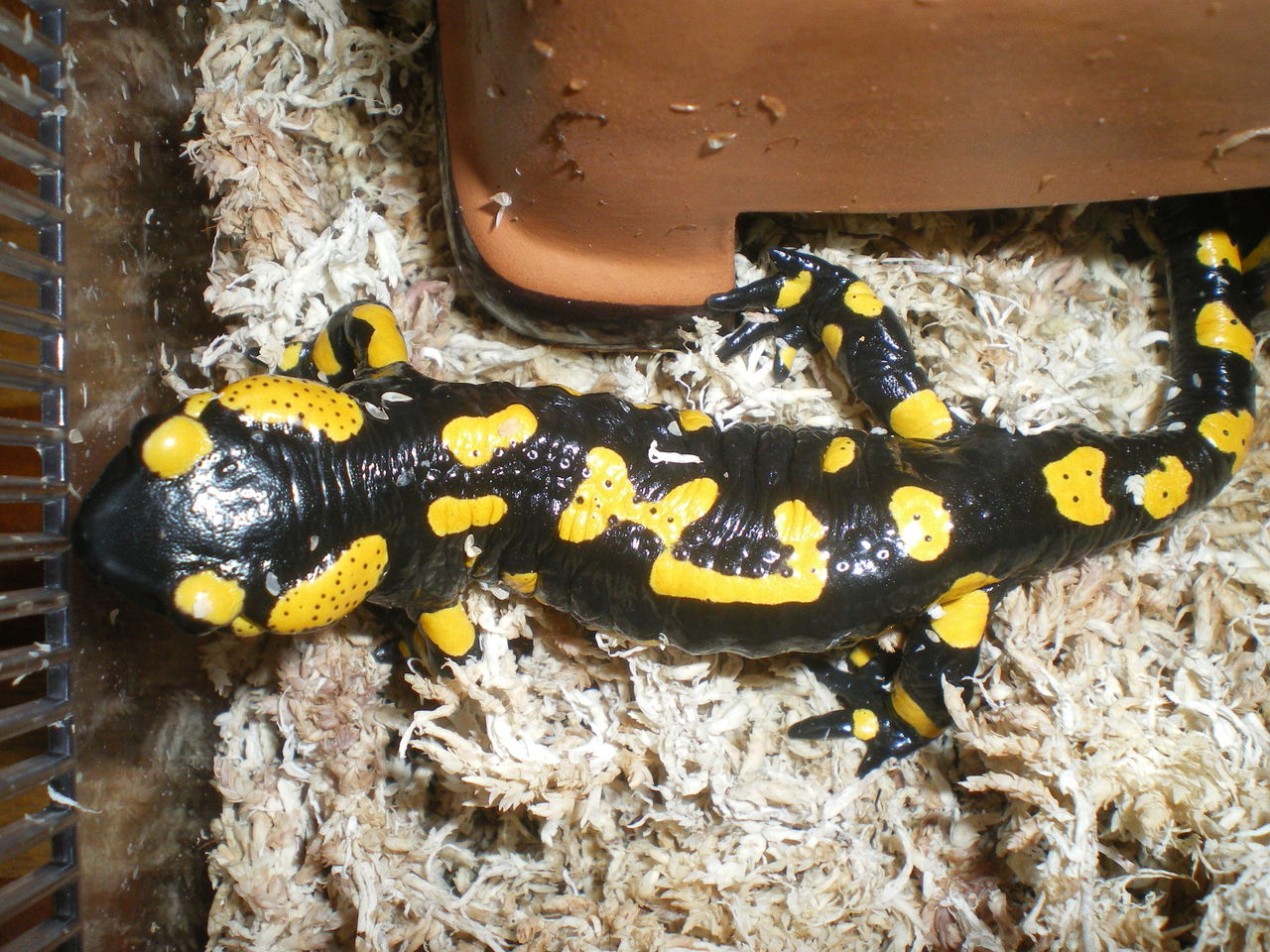 イモリブログ(イモリ・サラマンダーの飼育日誌ブログ):ファイアサラマンダー(Salamandra salamandra)冬眠明け