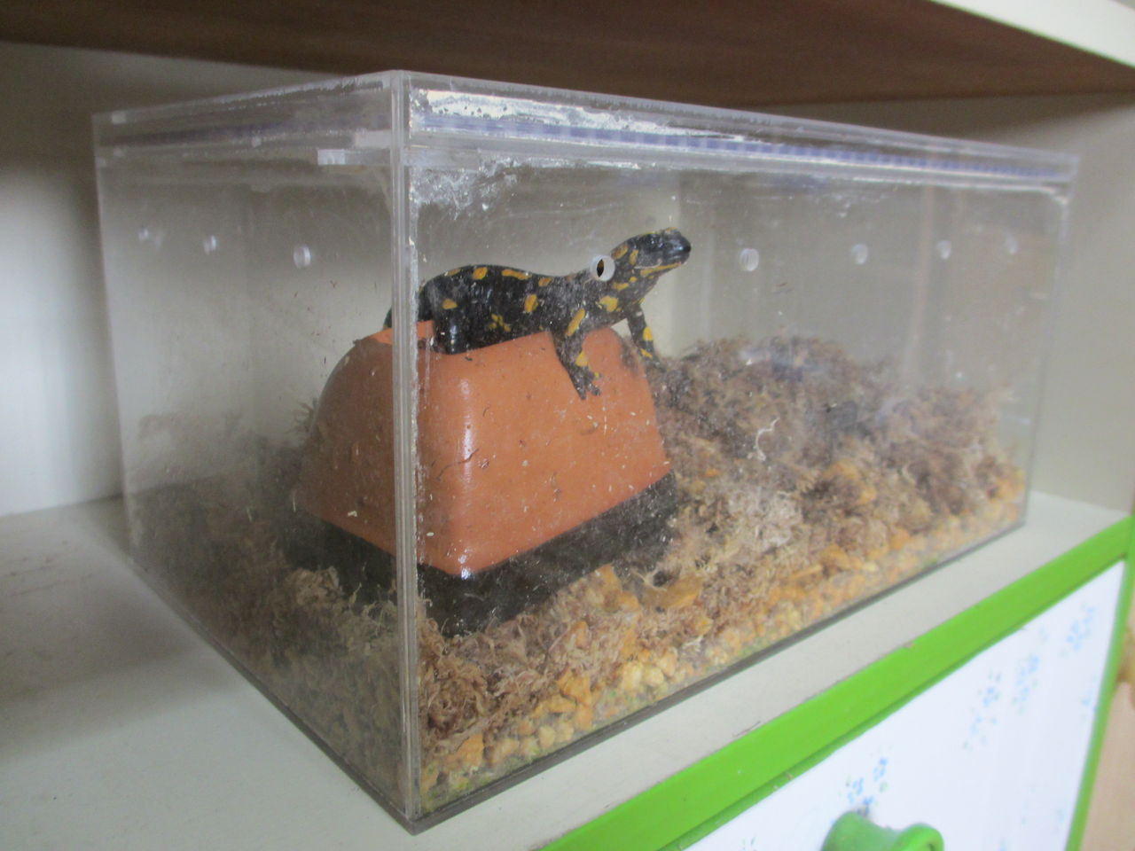 ファイアサラマンダー Salamandra Salamandra 上陸後半年 イモリブログ イモリ サラマンダーの飼育日誌ブログ