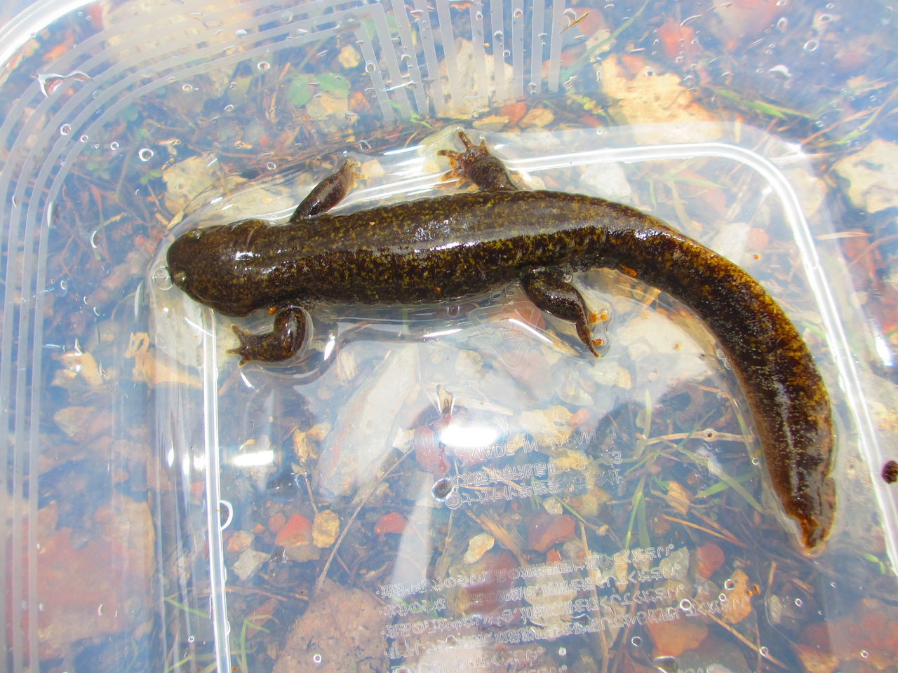 トウホクサンショウウオ Hynobius Lichenatus 繁殖場観察2 イモリブログ イモリ サラマンダーの飼育日誌ブログ トウホクサンショウウオ Hynobius Lichenatus 繁殖場観察2 イモリブログ イモリ サラマンダーの飼育日誌ブログ
