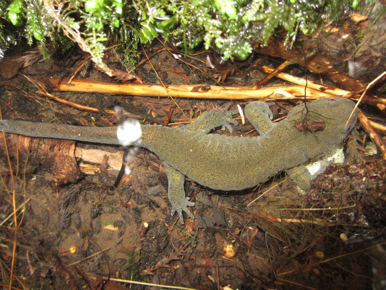 クロサンショウウオ Hynobius Nigrescens 繁殖場観察2 イモリブログ イモリ サラマンダーの飼育日誌ブログ クロサンショウウオ Hynobius Nigrescens 繁殖場観察2 イモリブログ イモリ サラマンダーの飼育日誌ブログ