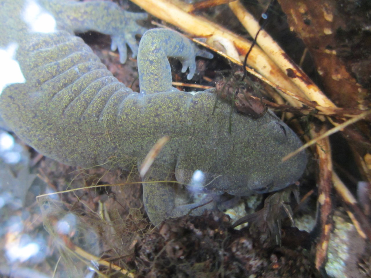 クロサンショウウオ Hynobius Nigrescens 繁殖場観察2 イモリブログ イモリ サラマンダーの飼育日誌ブログ クロサンショウウオ Hynobius Nigrescens 繁殖場観察2 イモリブログ イモリ サラマンダーの飼育日誌ブログ
