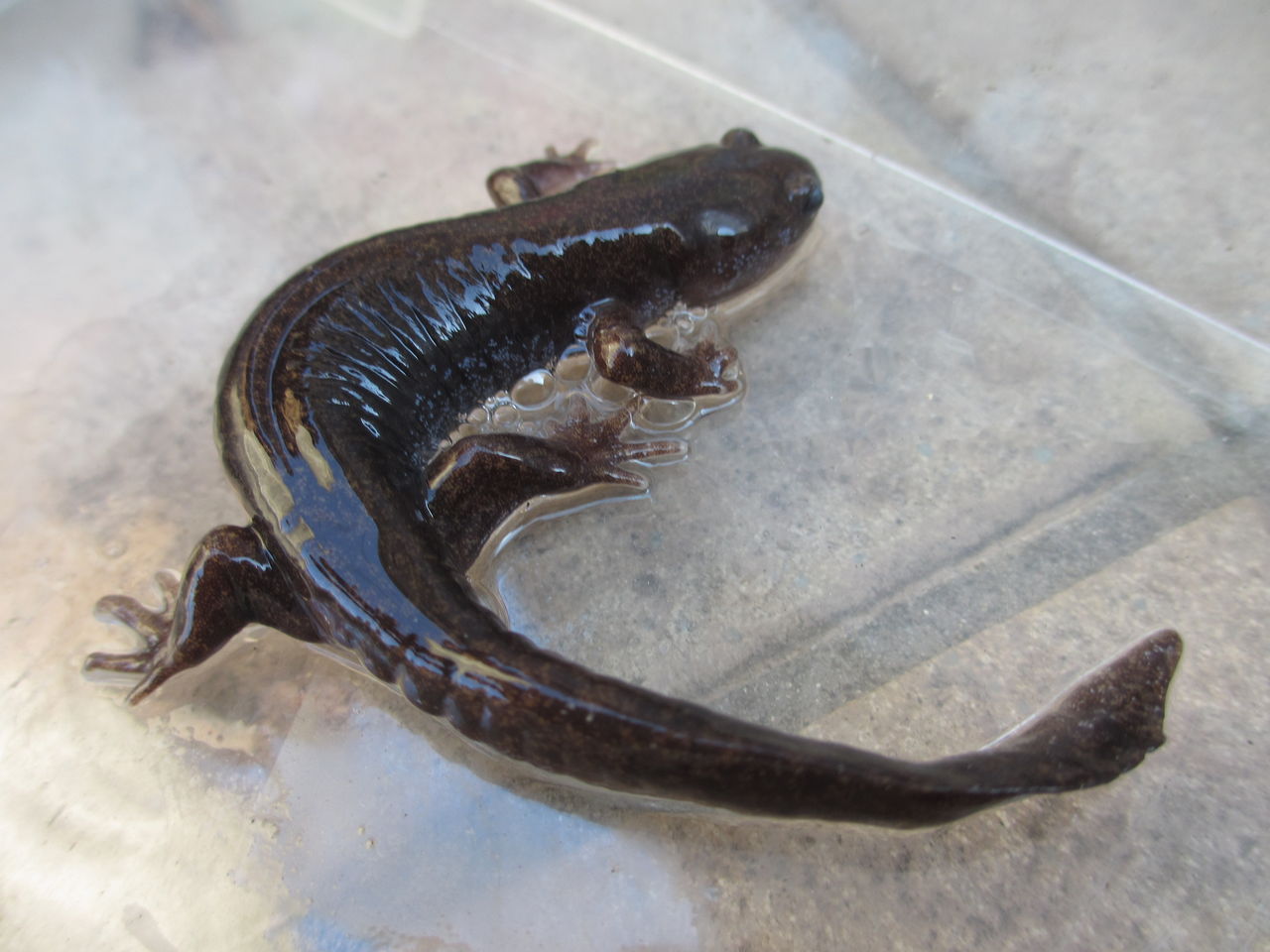 ホクリクサンショウウオ Hynobius Takedai イモリブログ イモリ サラマンダーの飼育日誌ブログ