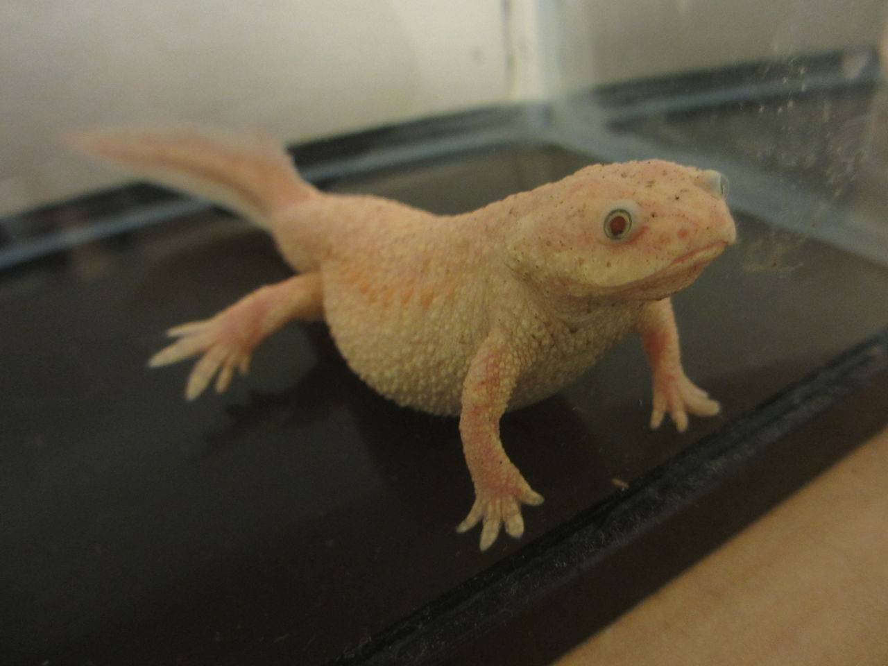 イベリアトゲイモリ（Pleurodeles waltl）上陸からもうすぐ1年