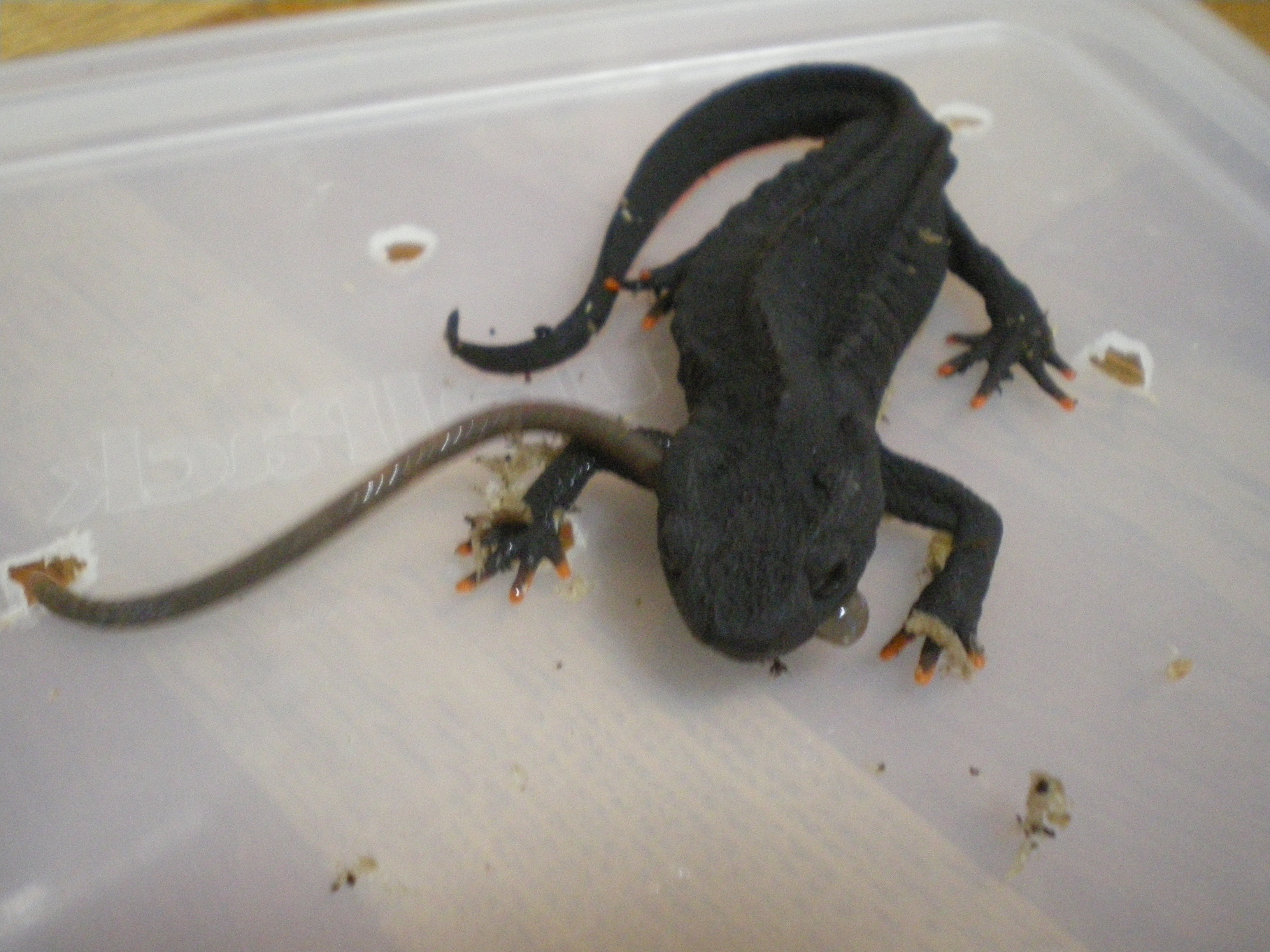 イモリ?どじょう? 文鎮 シセンイボイモリ(Tylototriton wenxianensis)の捕食風景