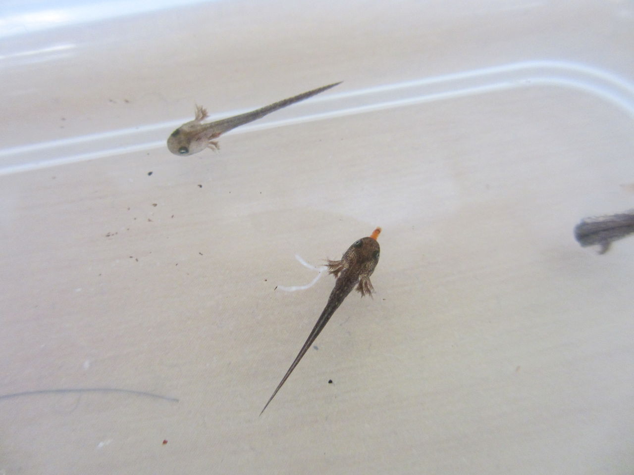 マーブルサラマンダー Ambystoma Opacum 自然孵化 イモリブログ イモリ サラマンダーの飼育日誌ブログ