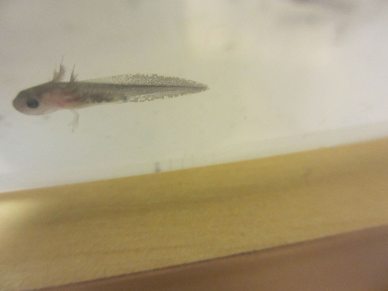 マーブルサラマンダー Ambystoma Opacum イモリブログ イモリ サラマンダーの飼育日誌ブログ