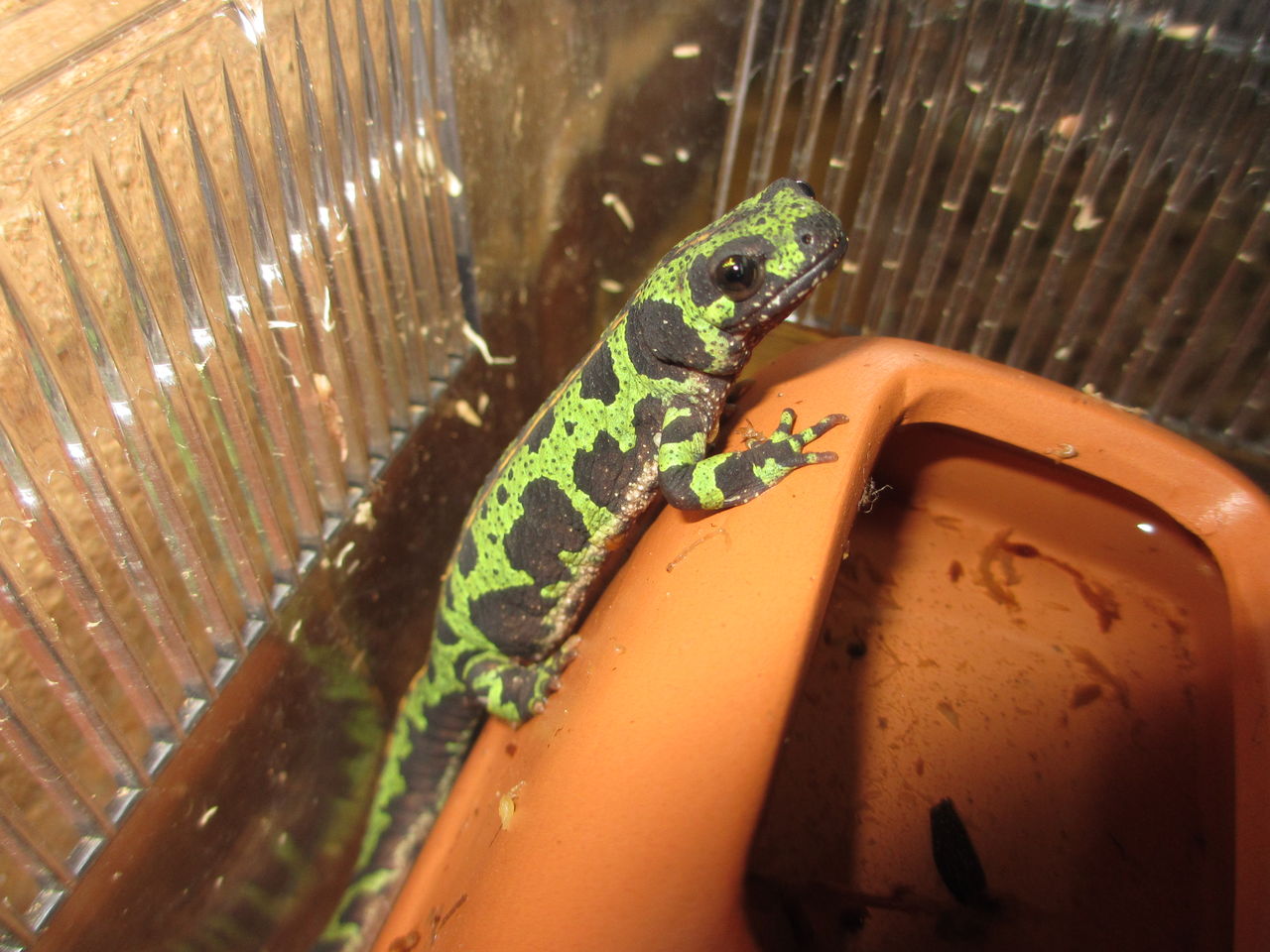 マダライモリ Triturus Marmoratus イモリブログ イモリ サラマンダーの飼育日誌ブログ