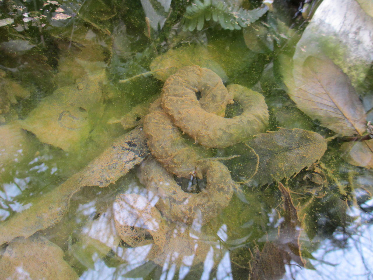 トウホクサンショウウオ Hynobius Lichenatus 繁殖場観察4 卵 イモリブログ イモリ サラマンダーの飼育日誌ブログ トウホクサンショウウオ Hynobius Lichenatus 繁殖場観察4 卵 イモリブログ イモリ サラマンダーの飼育日誌ブログ