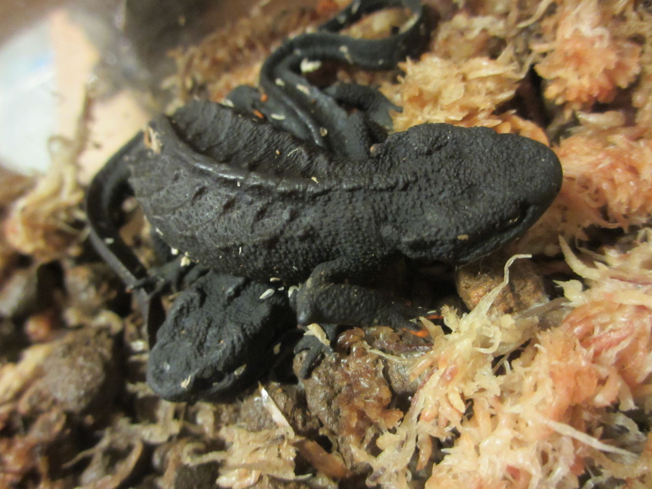 マンシャンイボイモリ (Tylototriton lizhenchangi) : イモリブログ 